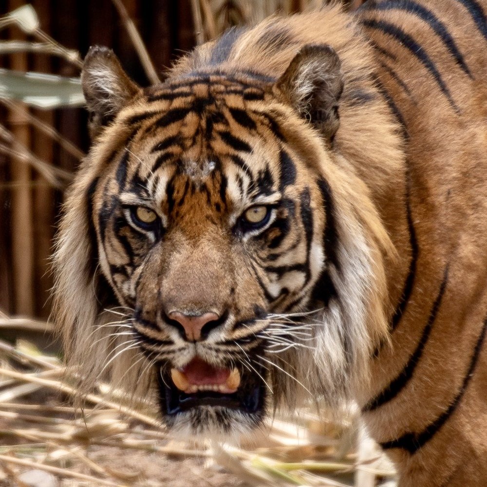 Sumatran Tigers