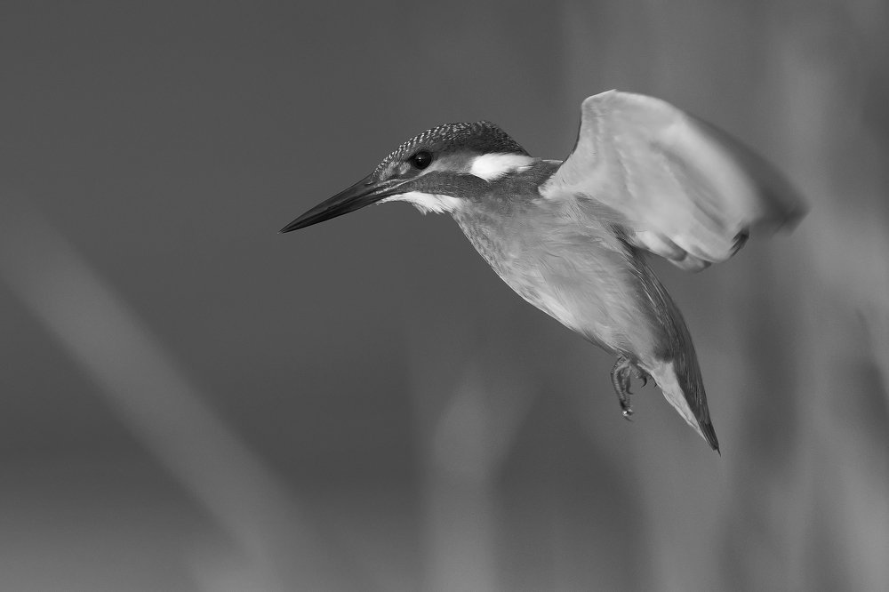 Photograph by Ernestas Balcikonis