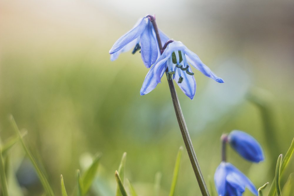 Первоцветы