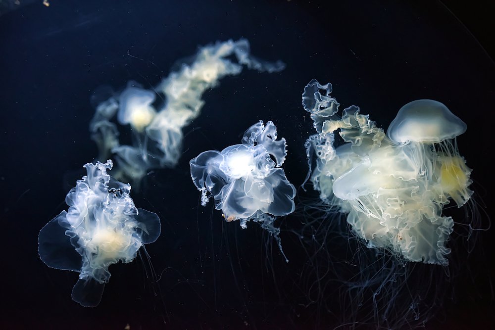 Photograph by Анна Кривицкая