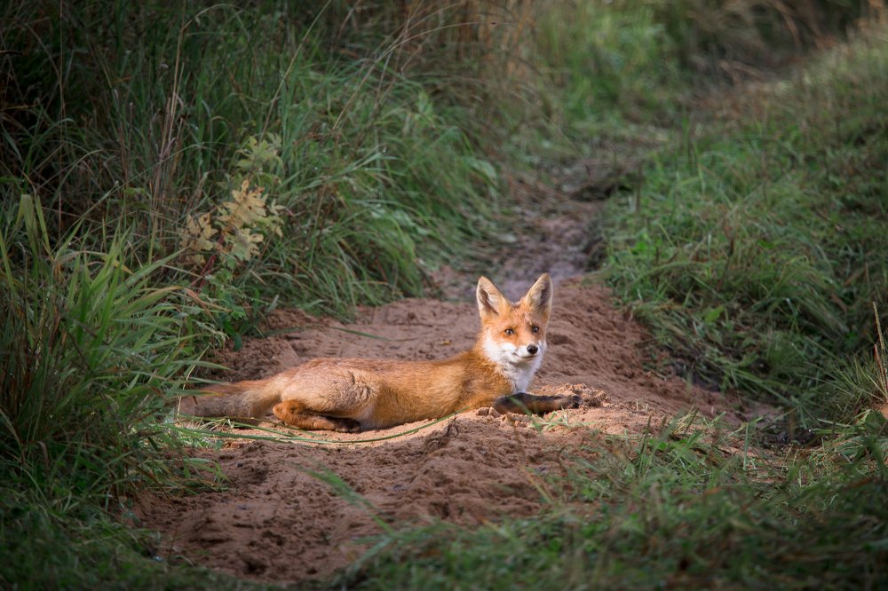 Солнечные ванны