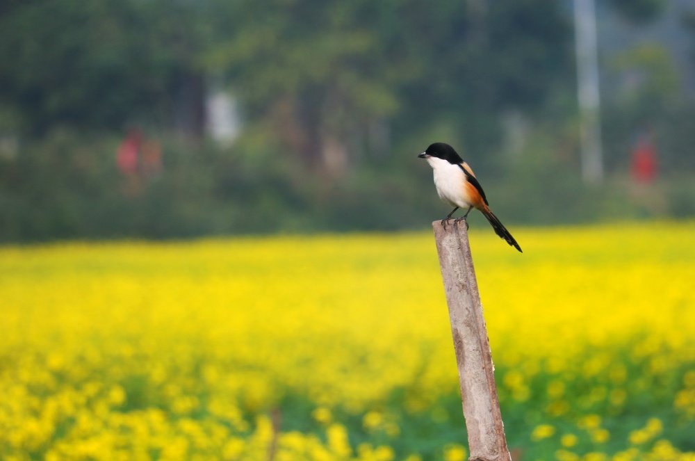bird