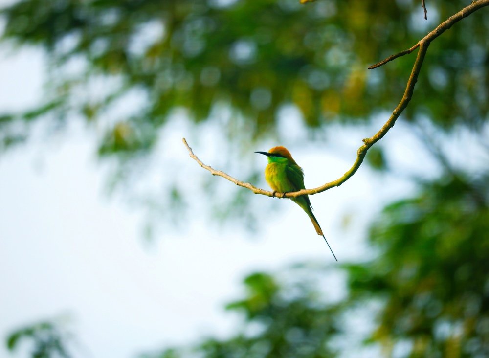 bird