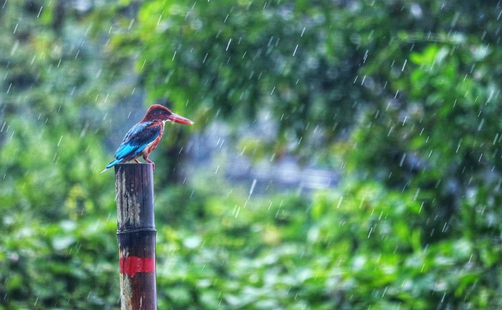 bird