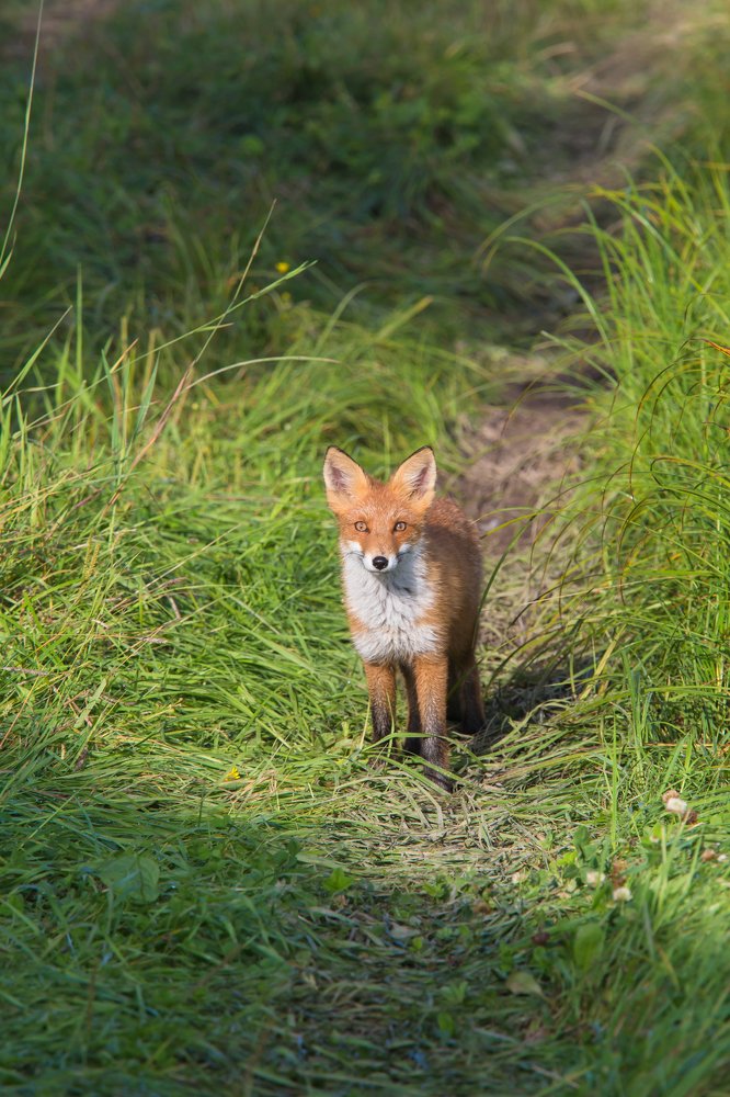 Встреча на тропе. Первое знакомство с человеком