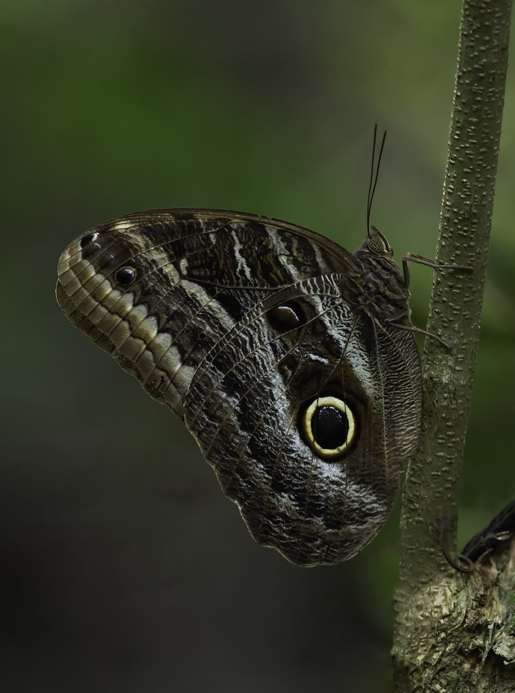 Photograph by Paulo Guerra