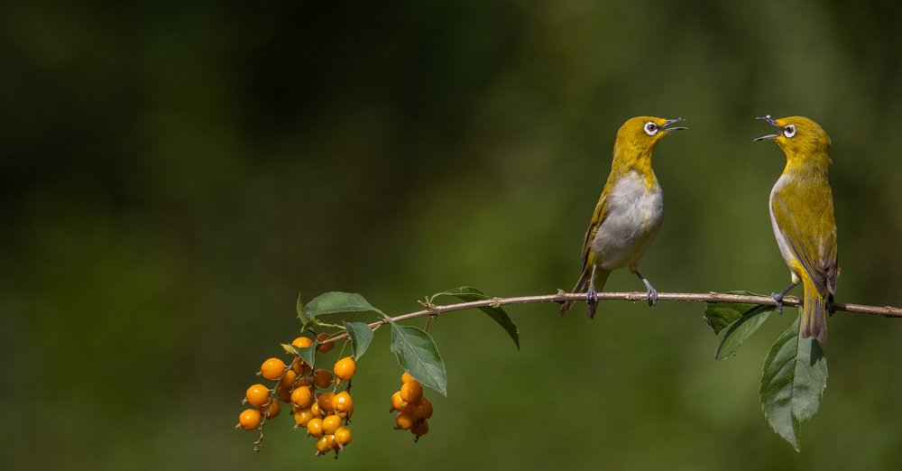 Photograph by Dipanjan Nath