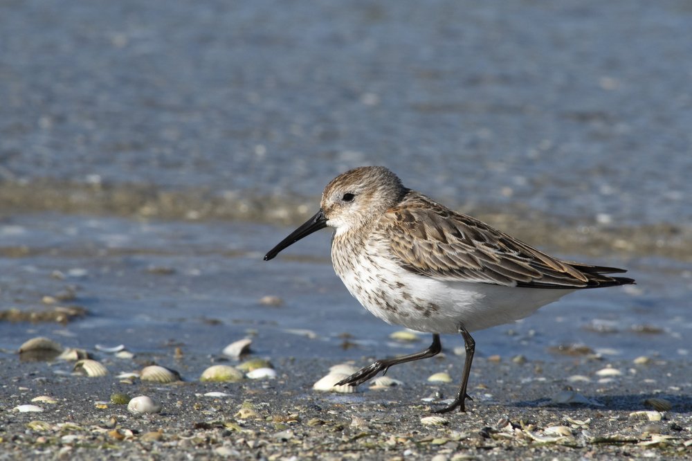 Photograph by ANABELA HENRIQUES