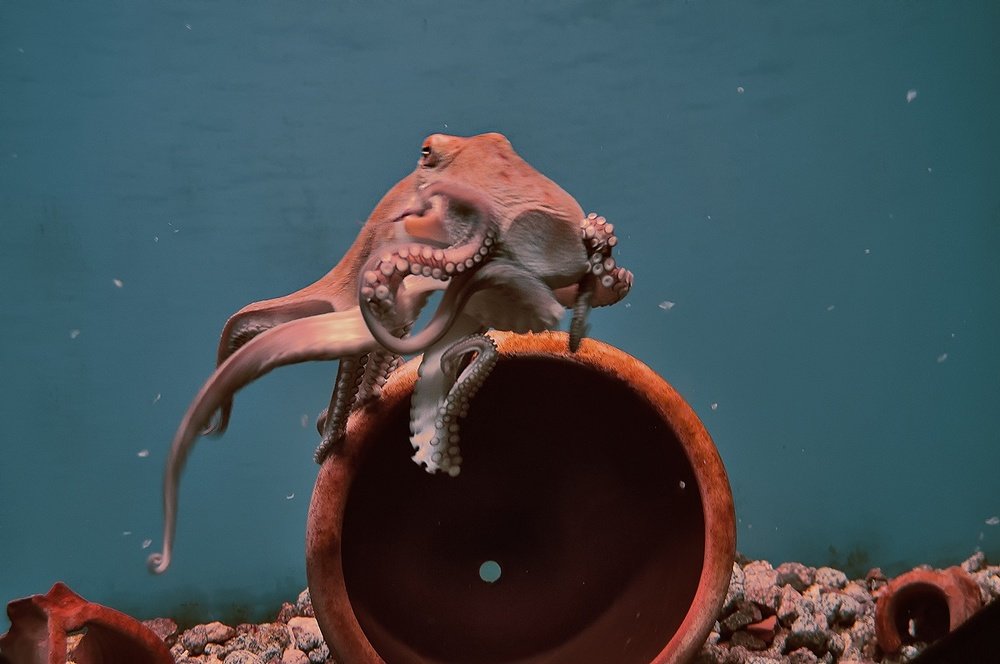 Photograph by Яков