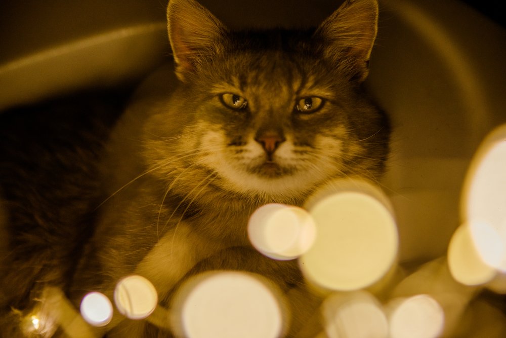 Photograph by Катя Бушная