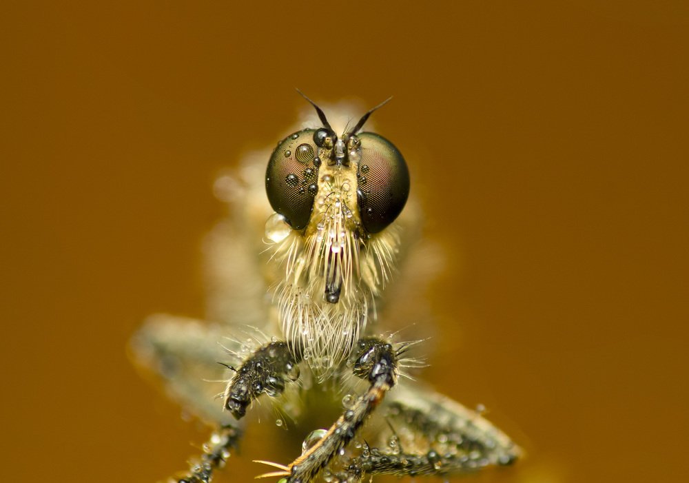 Фотография автора Peter Janso