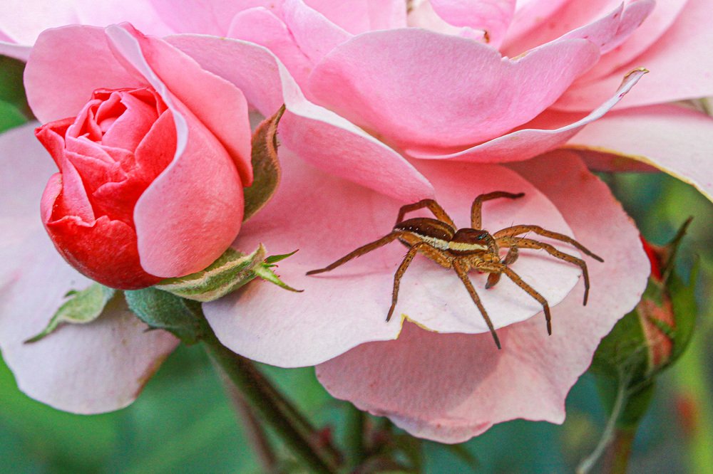 Photograph by Эдуард Шадров