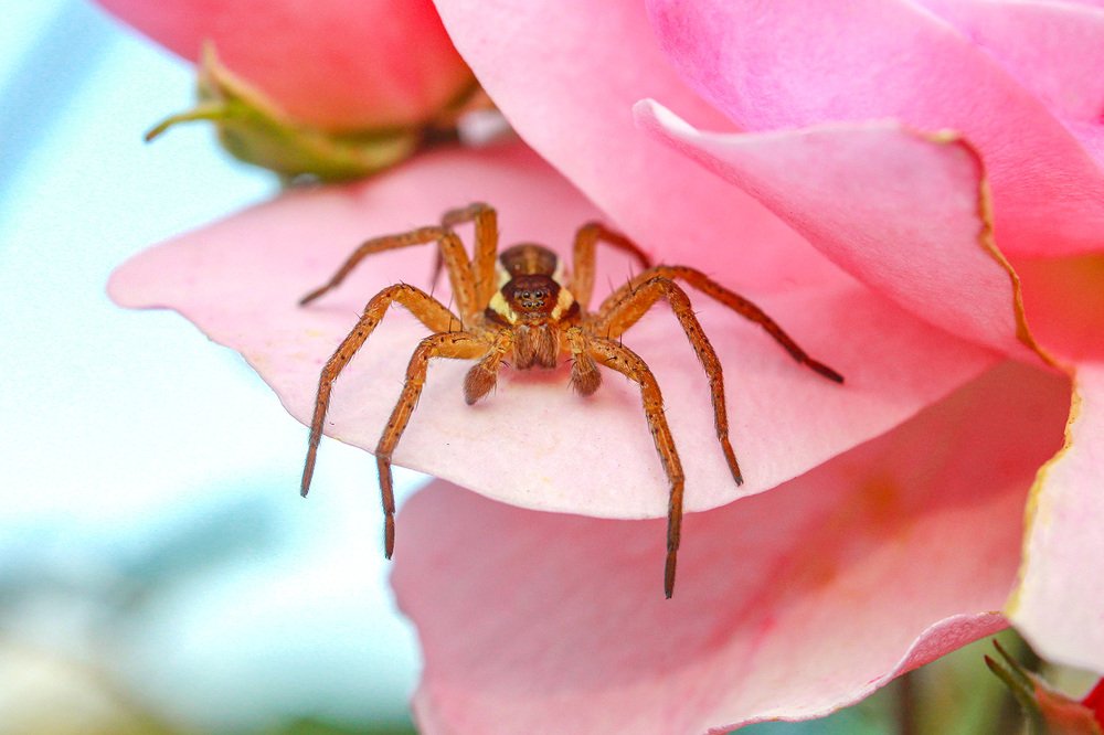 Photograph by Эдуард Шадров