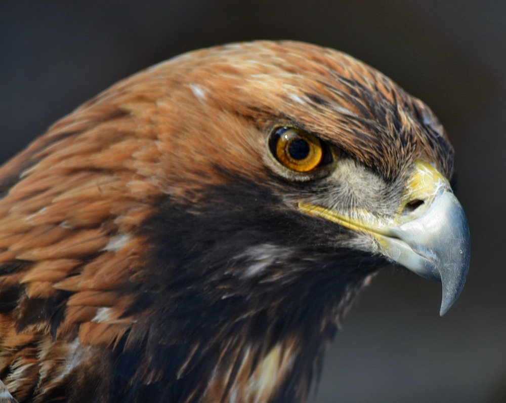 Зоркий глаз