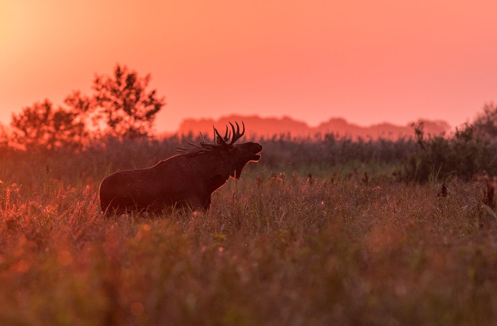 Photograph by Dariusz Dryl