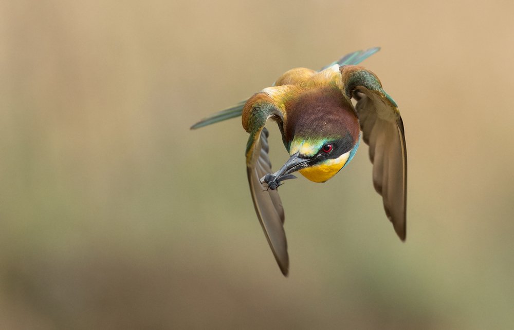 Photograph by Dariusz Dryl