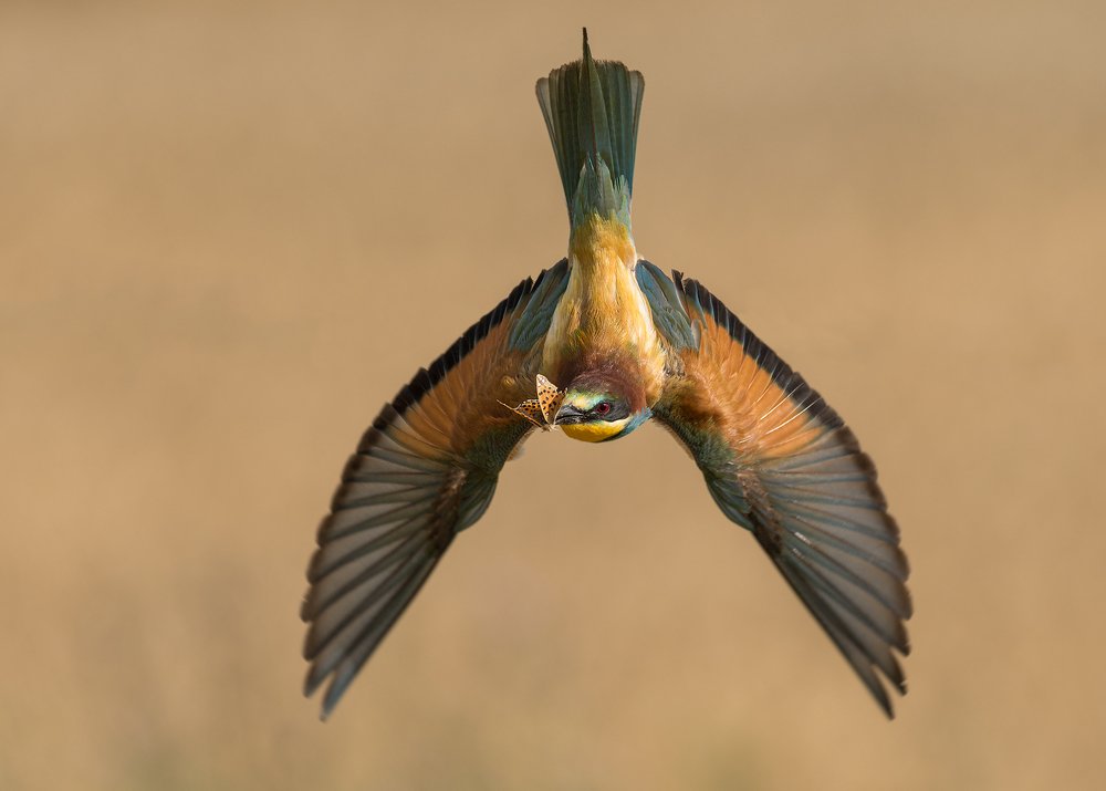 Photograph by Dariusz Dryl