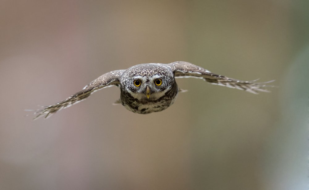 Photograph by Dariusz Dryl