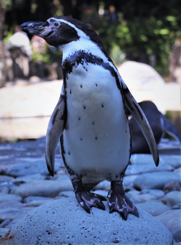 Смешной пингвин.