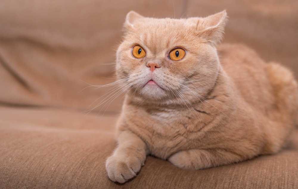 Позирует на паспорт.