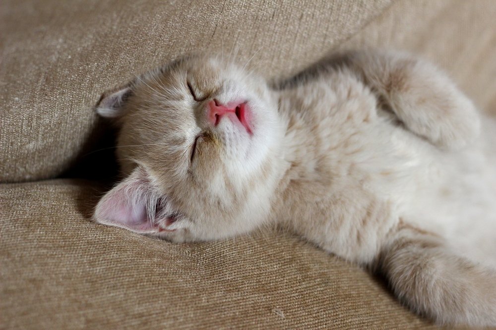 Леопольд спит