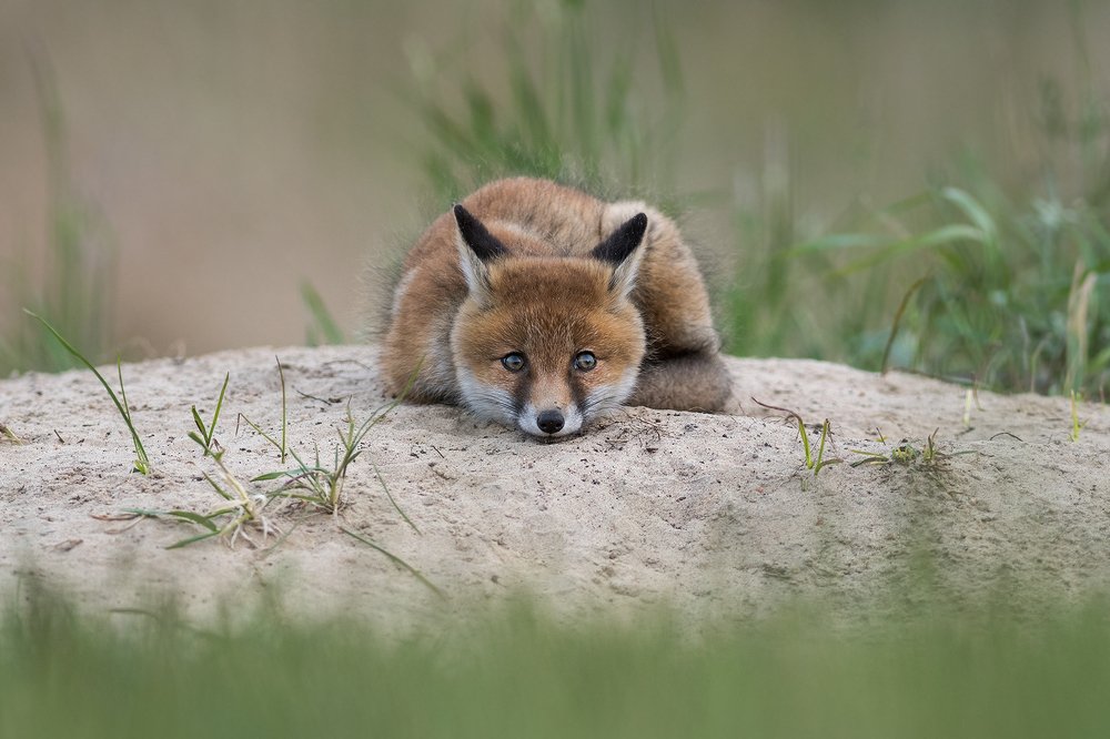 Photograph by Dariusz Dryl