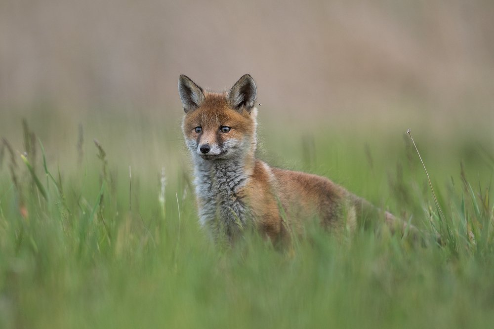 Photograph by Dariusz Dryl