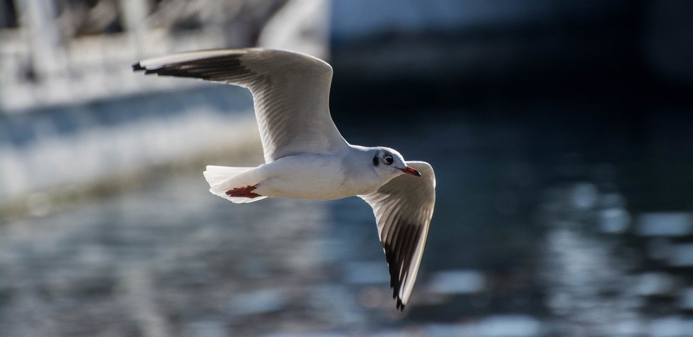 Photograph by Димитар Бирачоски