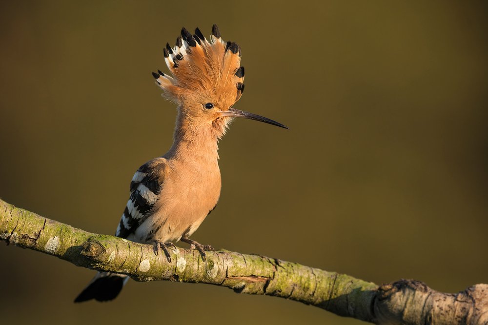 Photograph by Dariusz Dryl