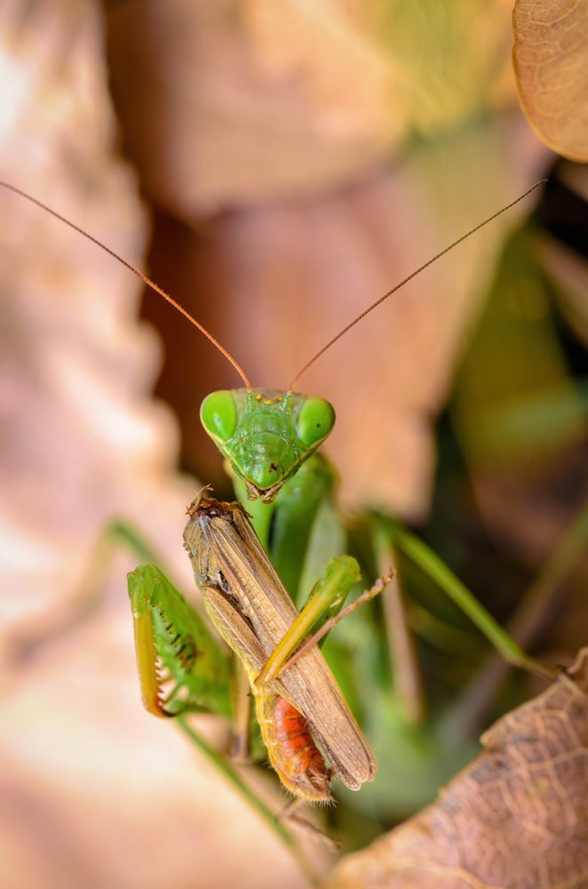 Фотография автора Сергей Чебанов