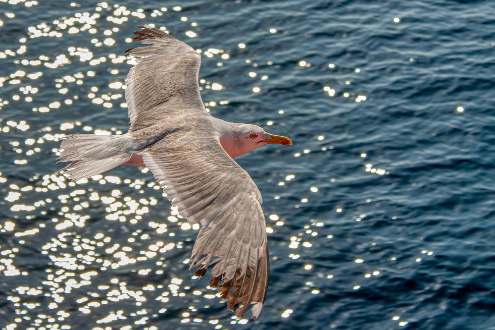 Фотография автора Vasileios Karapanagiotidis