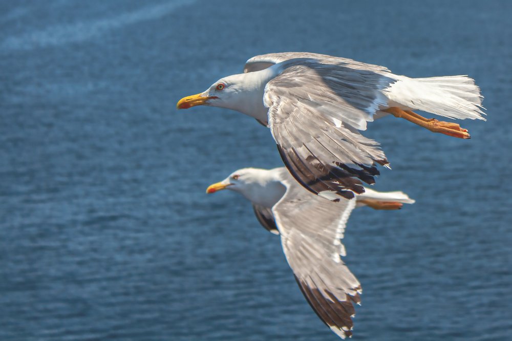 Фотография автора Vasileios Karapanagiotidis