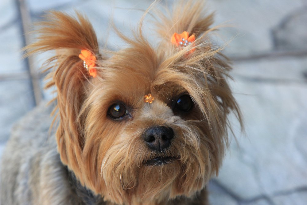 Photograph by Régis Santos