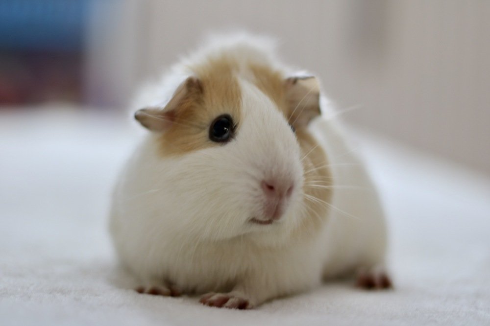 Фотография автора Kateryna Pronina