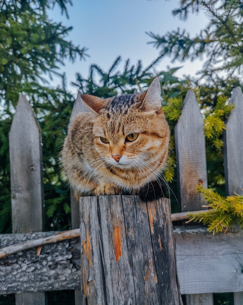 Взгляд хищника