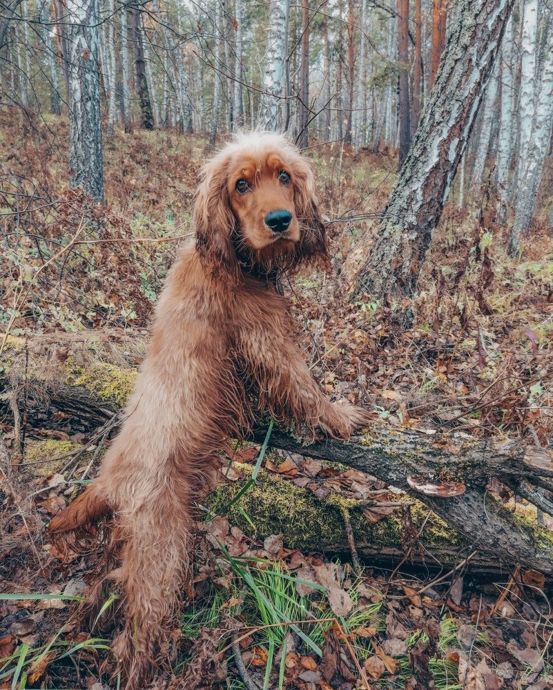 Охотник на охоте