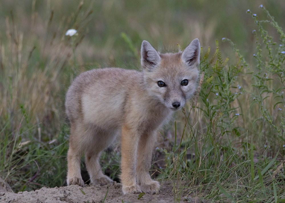 Photograph by Жбир Денис