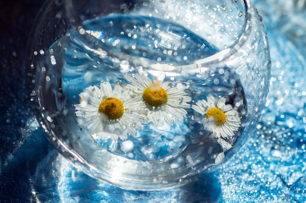 Искристые ромашки