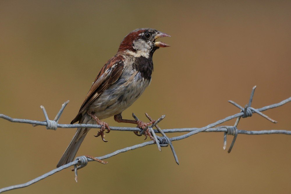 Photograph by Жбир Денис