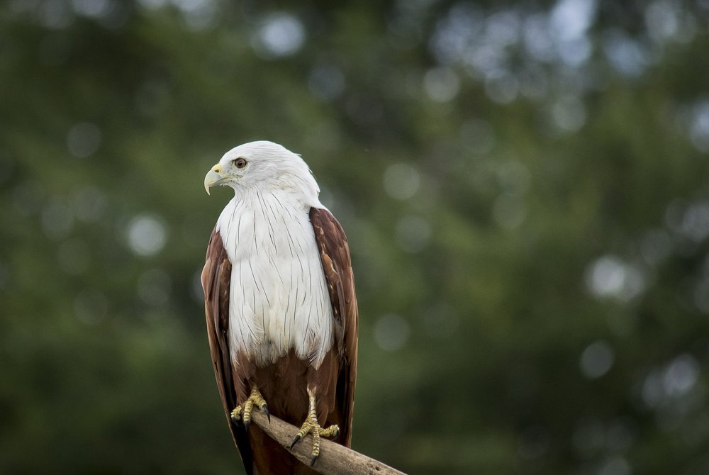 Photograph by Prasad Pavan