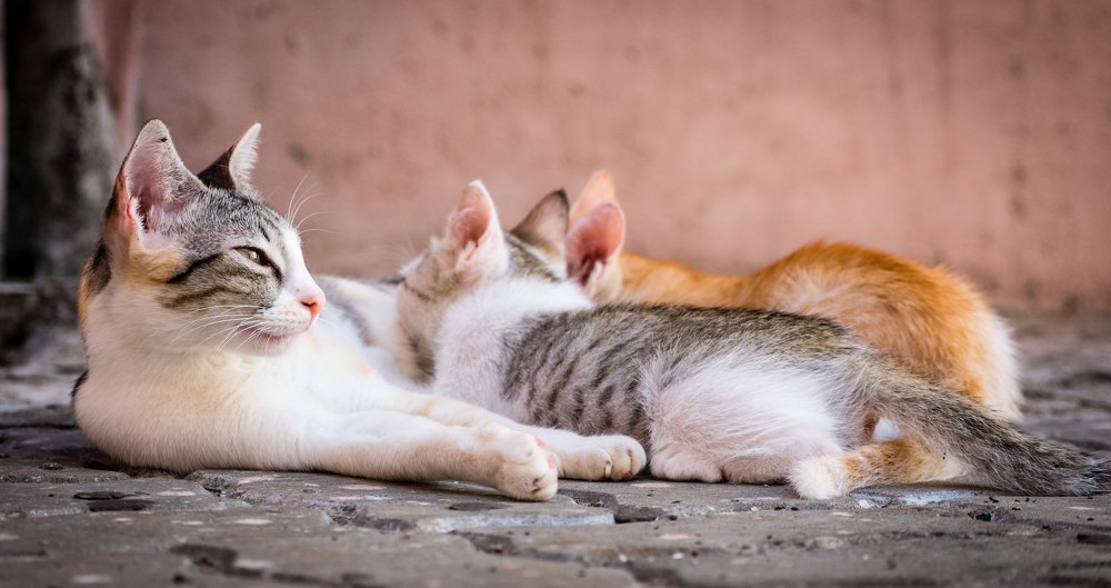 Photograph by Sumiran Waghmare