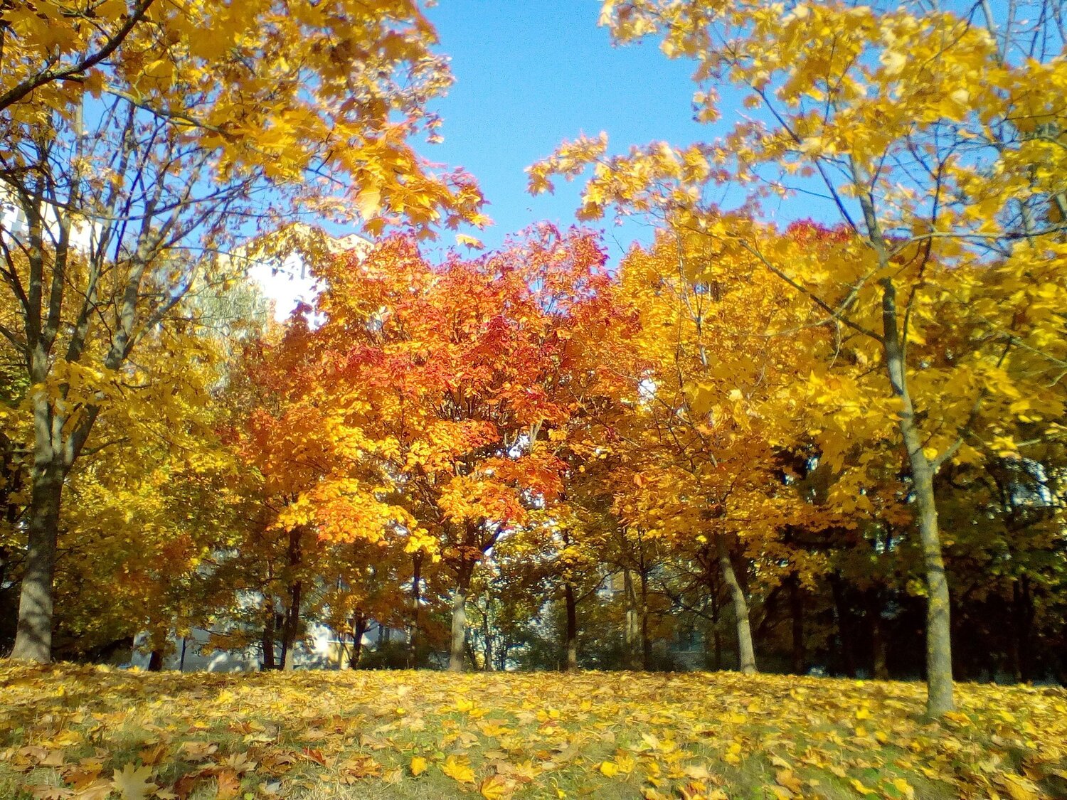 Photo #4996214