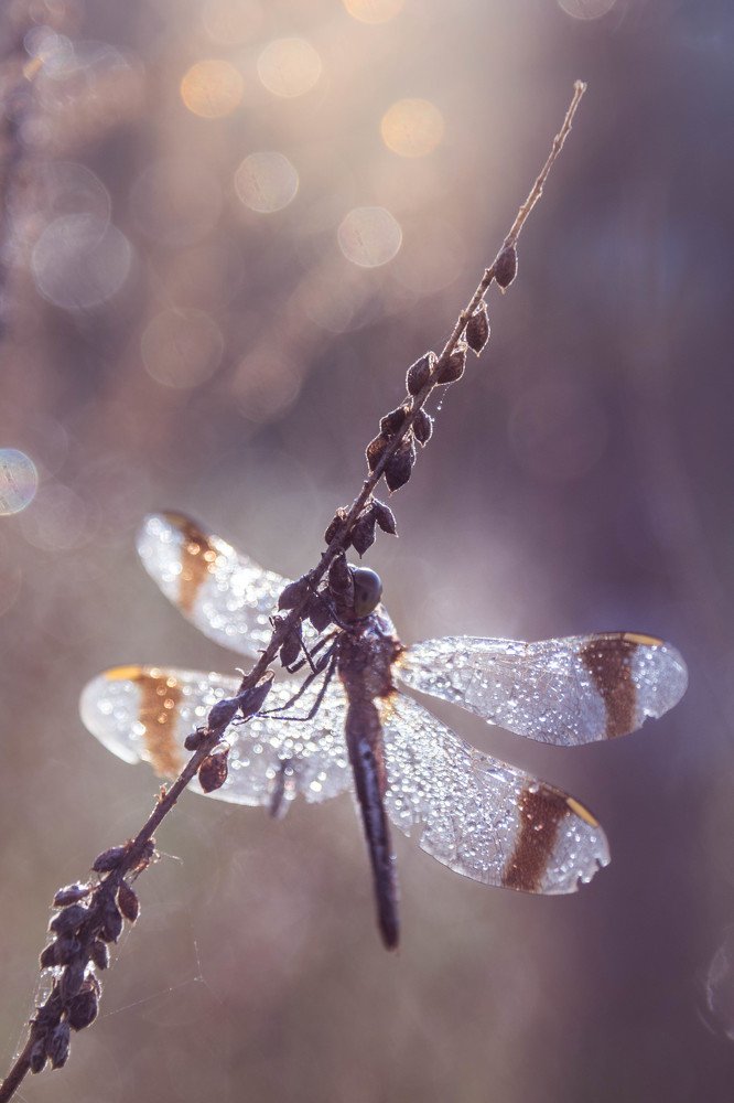 morning dragonfly