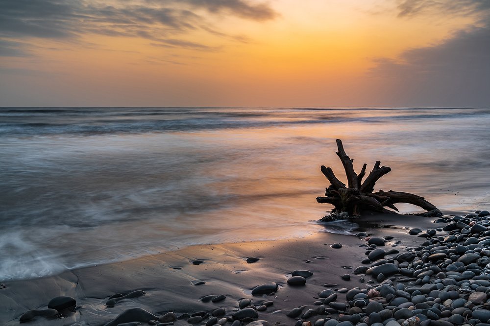 Driftwood by the sea