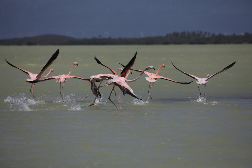 Photograph by Silvaní Hernández