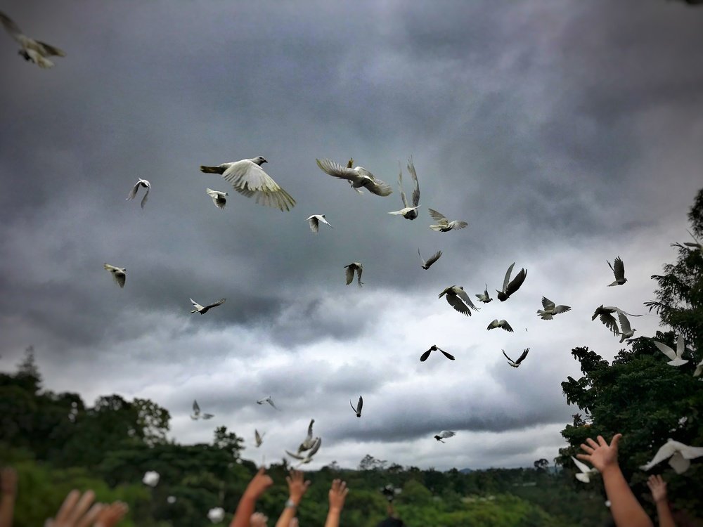 Flying Doves