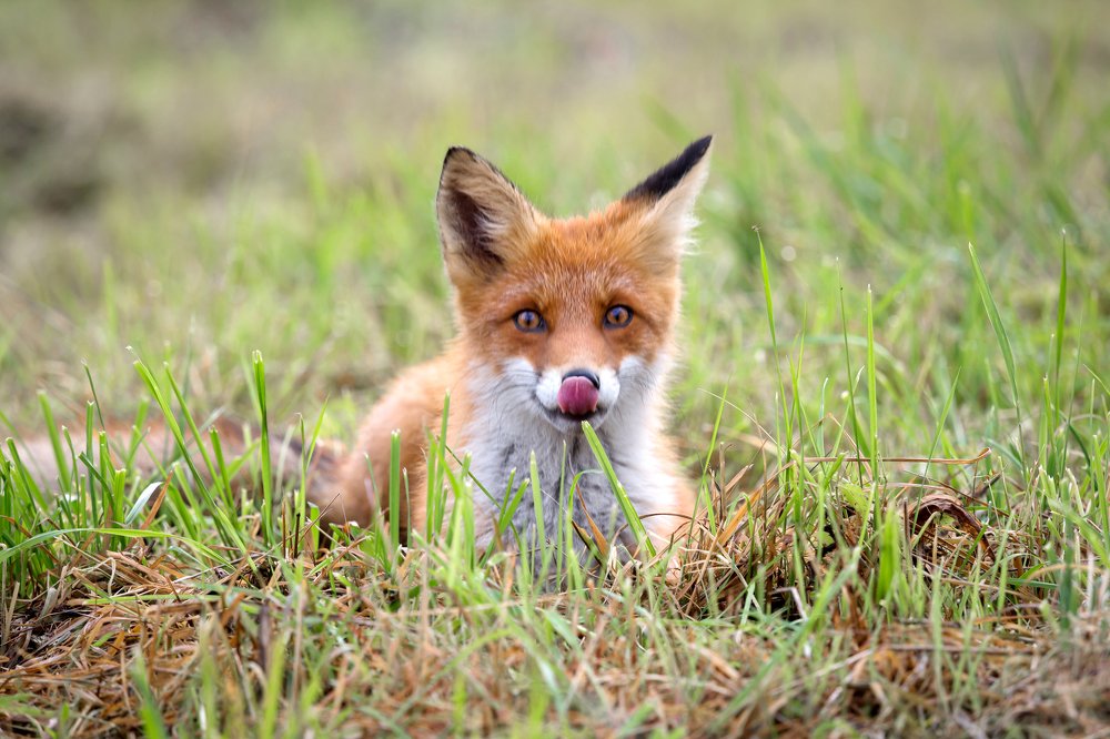 Было вкусно