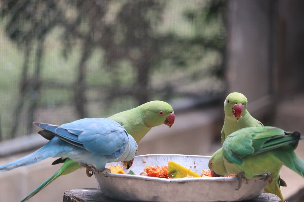 Фотография автора Sonali Mahakal