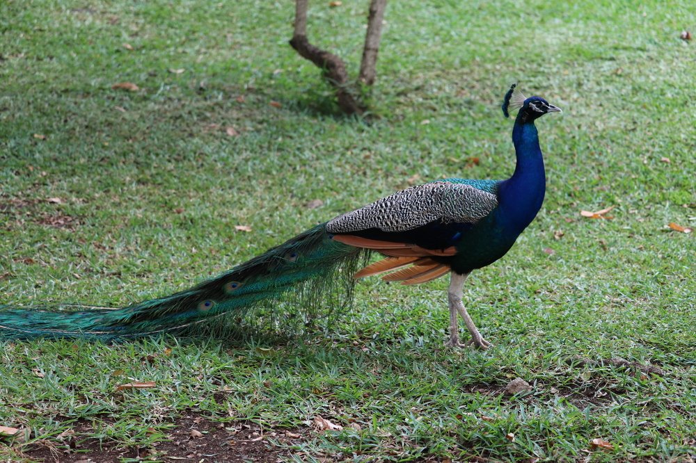 Фотография автора Sonali Mahakal