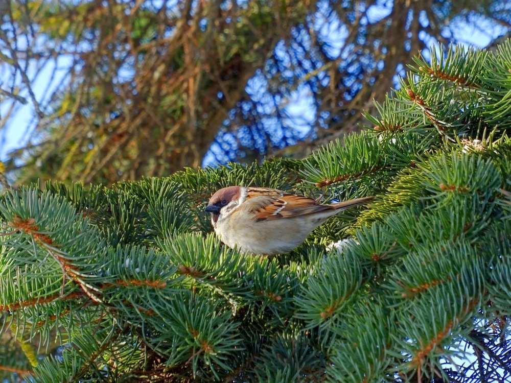 Photograph by Марина Пшен